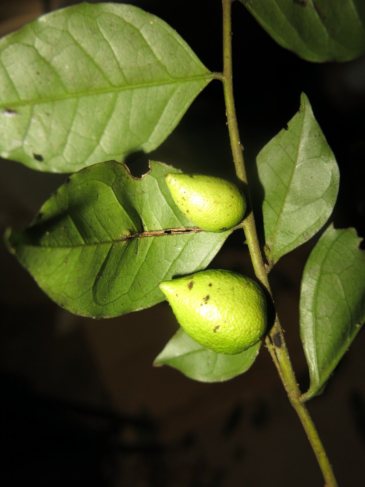Diospyros vermoesenii fruit