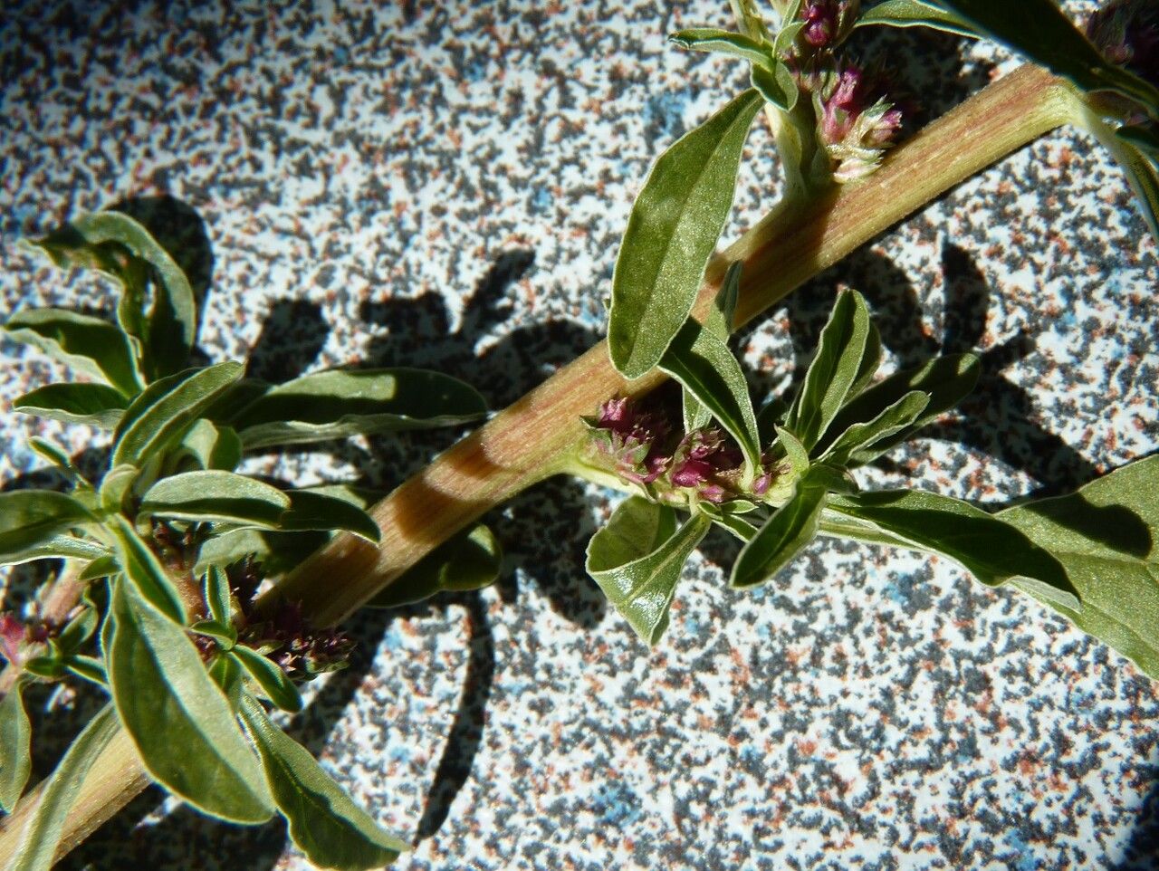 Amaranthus blitoides bark