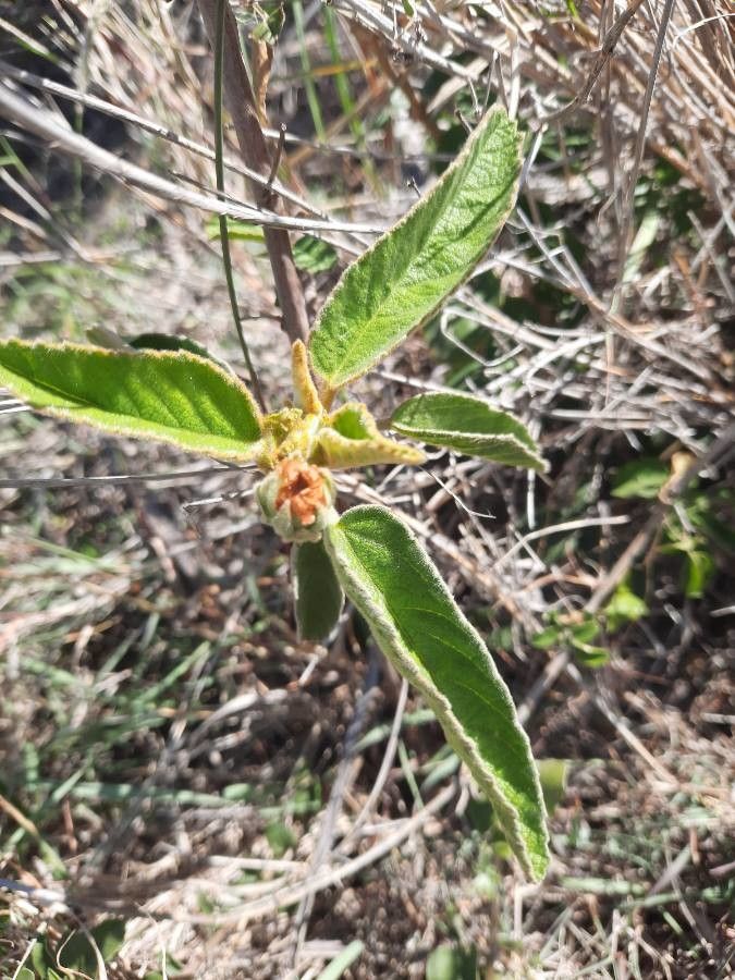 Melhania velutina flower