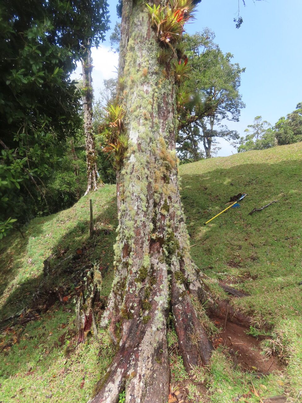 Pouteria exfoliata habit