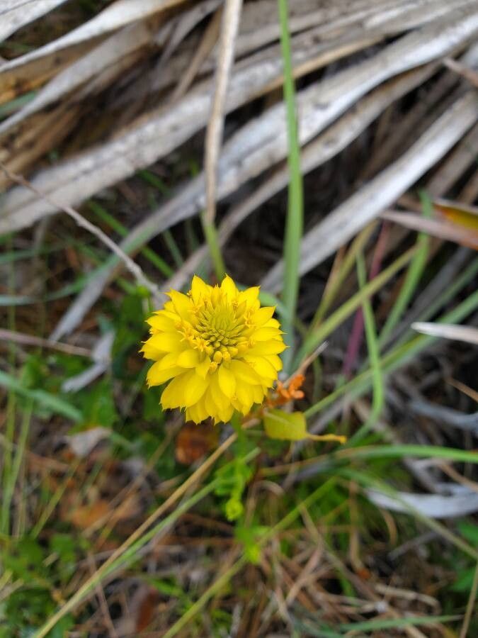 Polygala rugelii flower