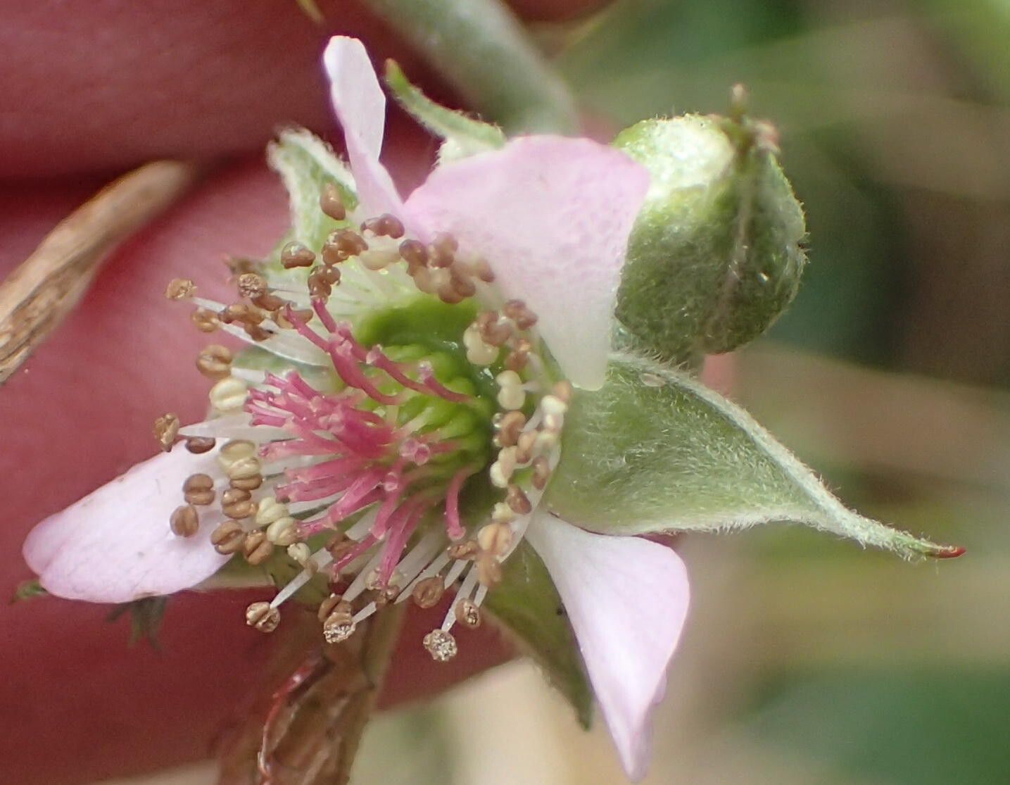Rubus pinnatus flower