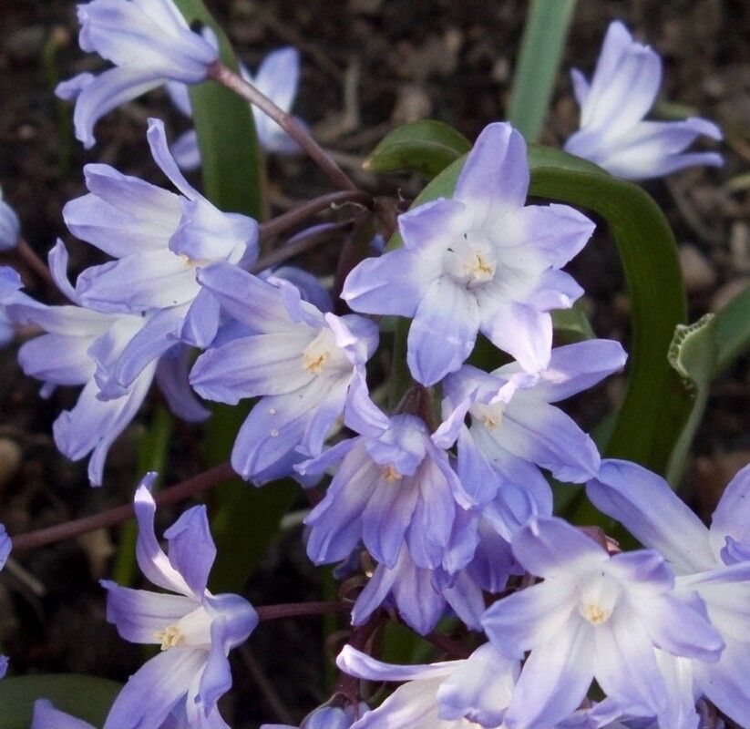 Scilla forbesii flower