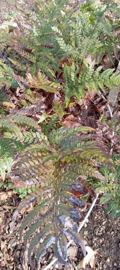 Polystichum rigens habit