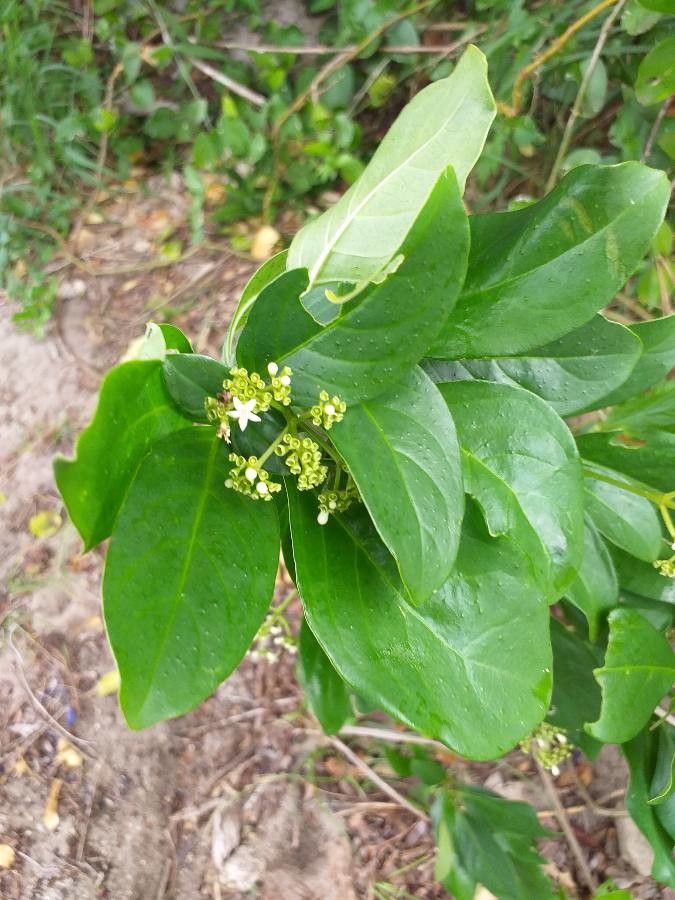Premna serratifolia — search result for 'Lamiaceae'