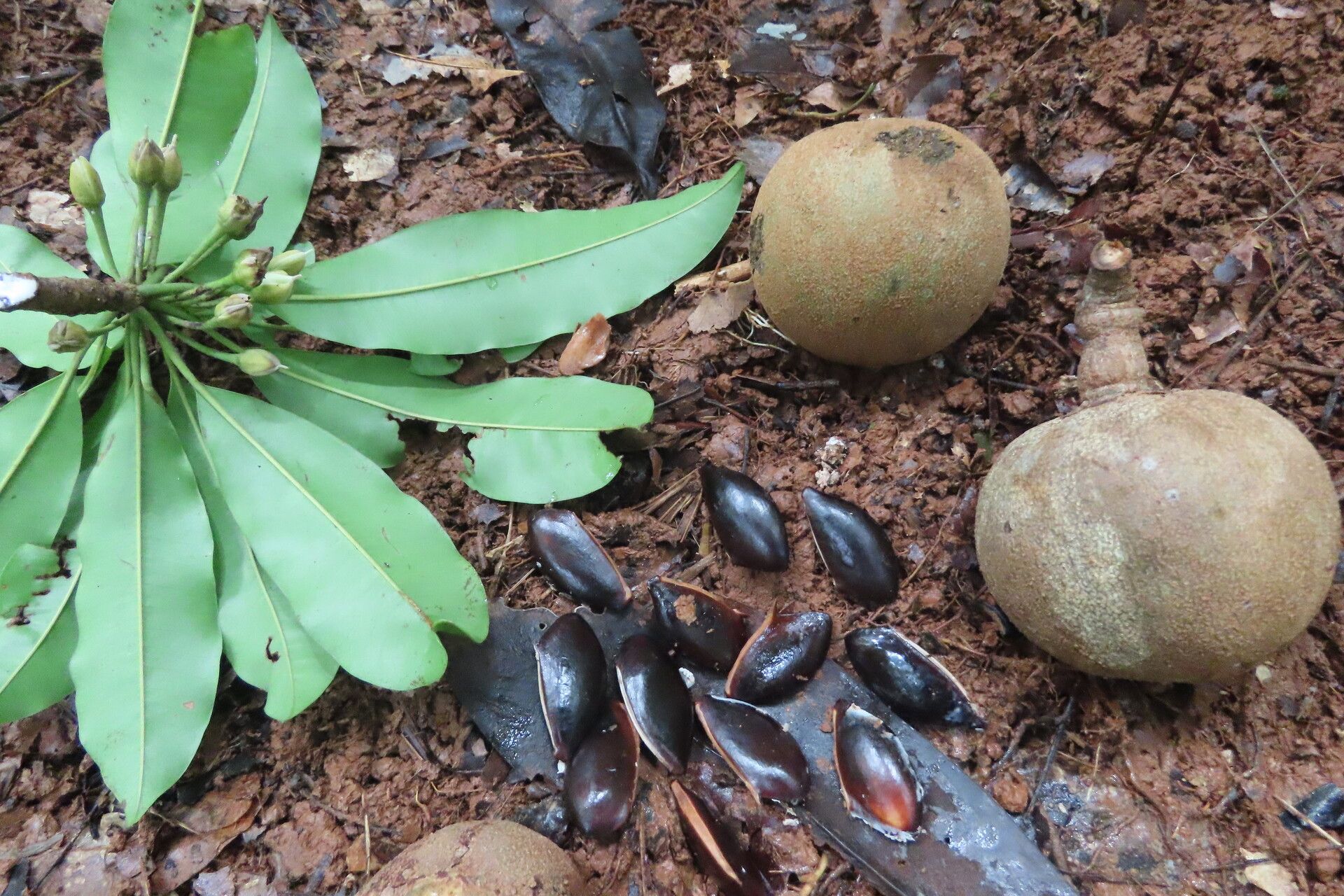 Manilkara staminodella fruit