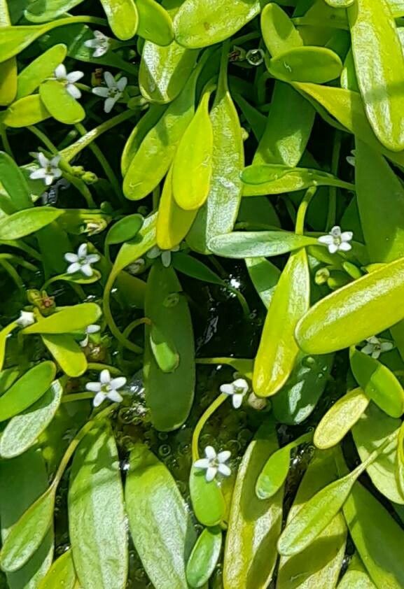 Limosella australis flower