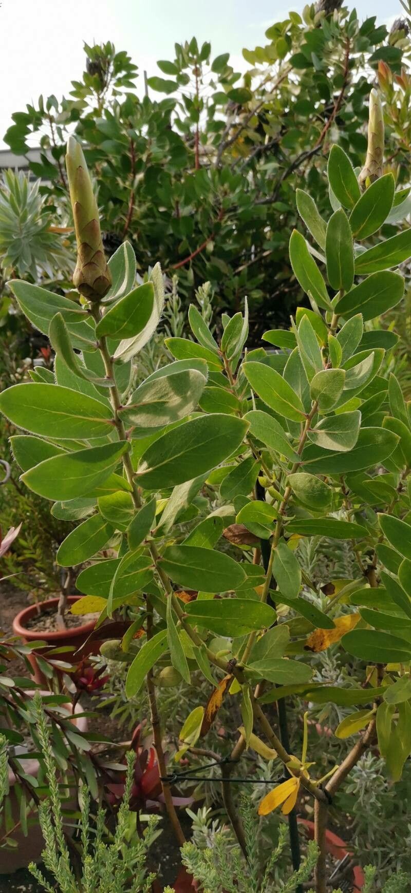 Protea aurea habit