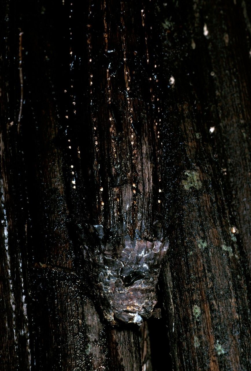 Martellidendron hornei bark