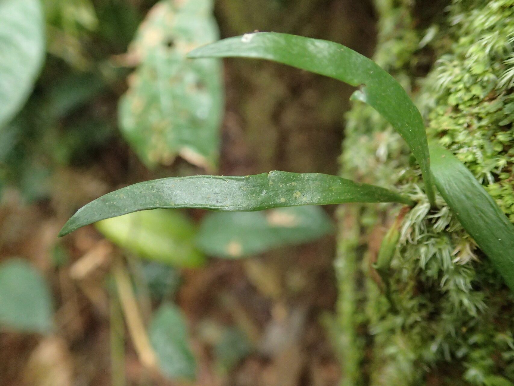 Haplopteris schaeferi leaf