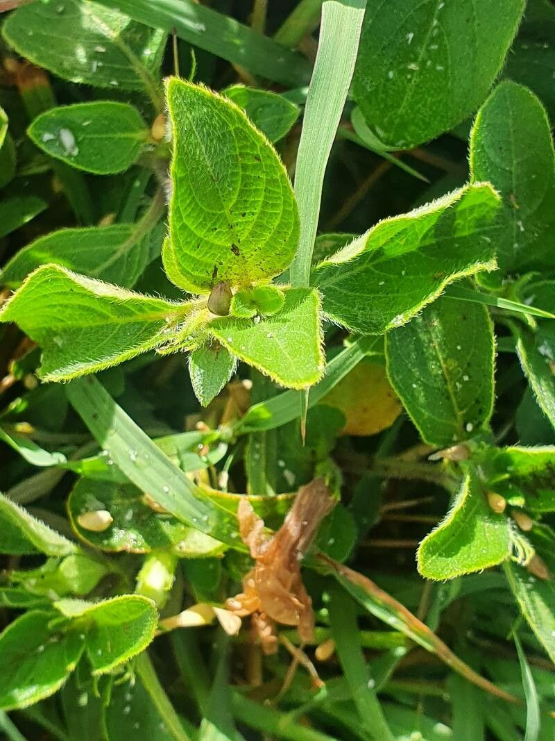 Ruellia prostrata — search result for 'Ruellia'