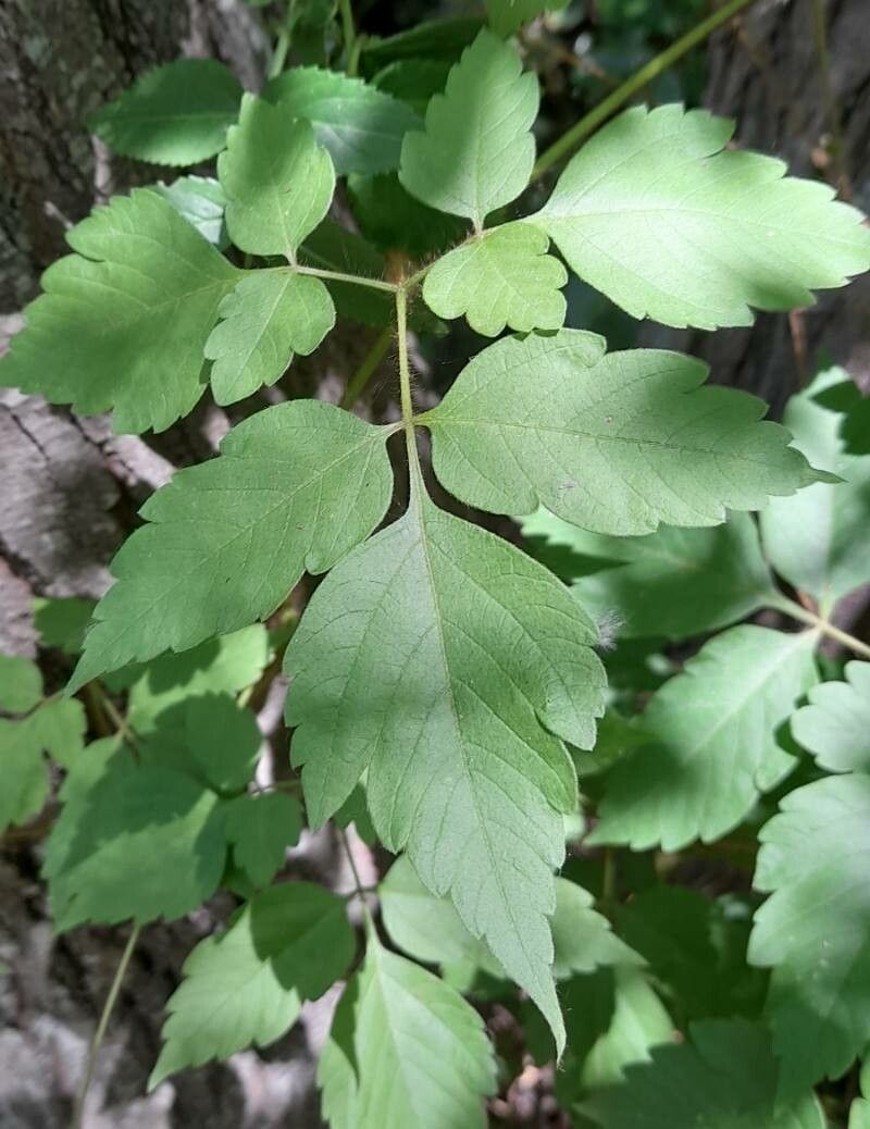 Cardiospermum grandiflorum leaf