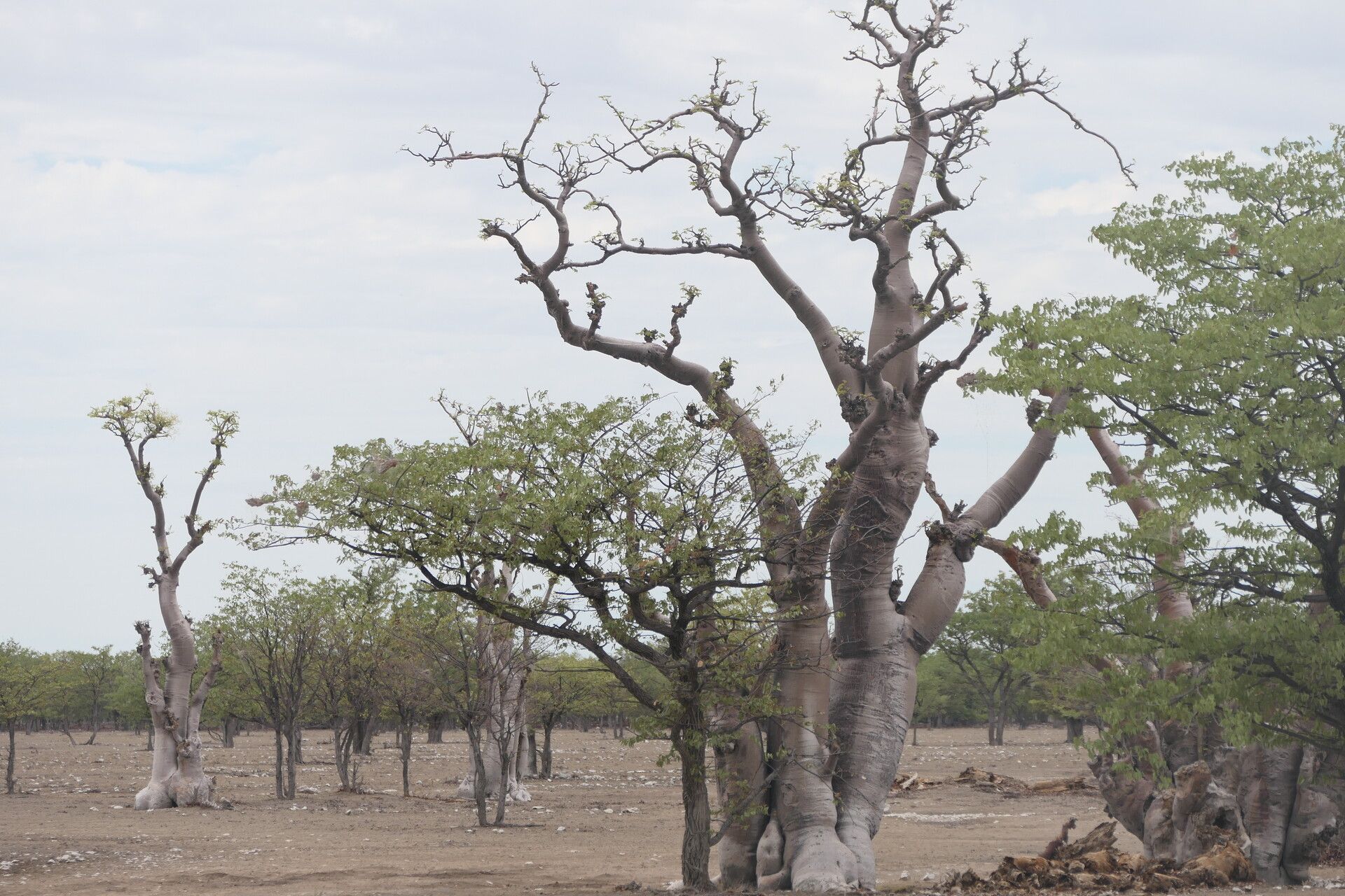 Moringa ovalifolia bark