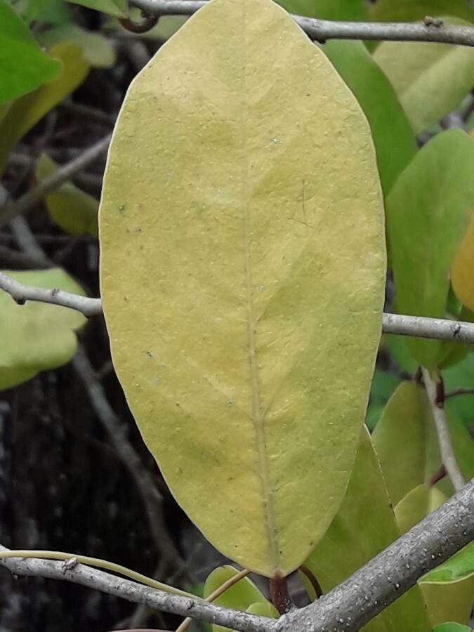 Capparis flexuosa — search result for 'Capparis'