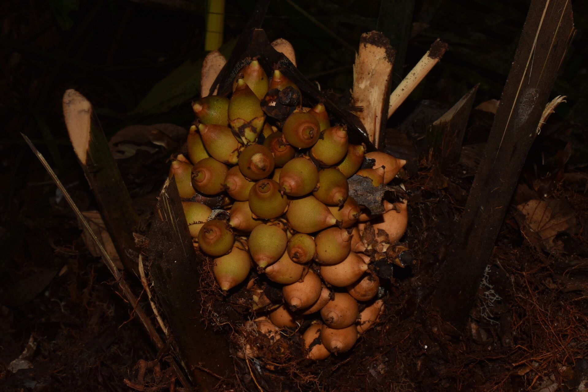 Attalea microcarpa — houseplant care guide