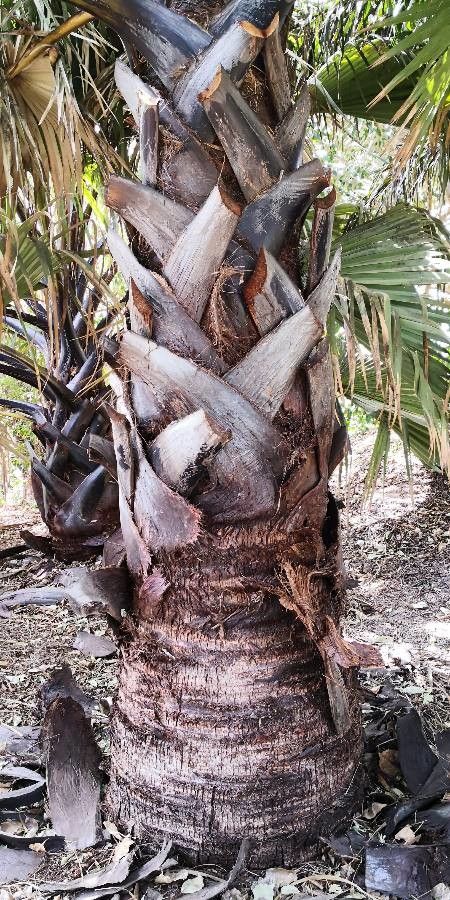 Borassus aethiopum bark