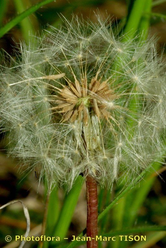 Taraxacum tortilobum — houseplant care guide