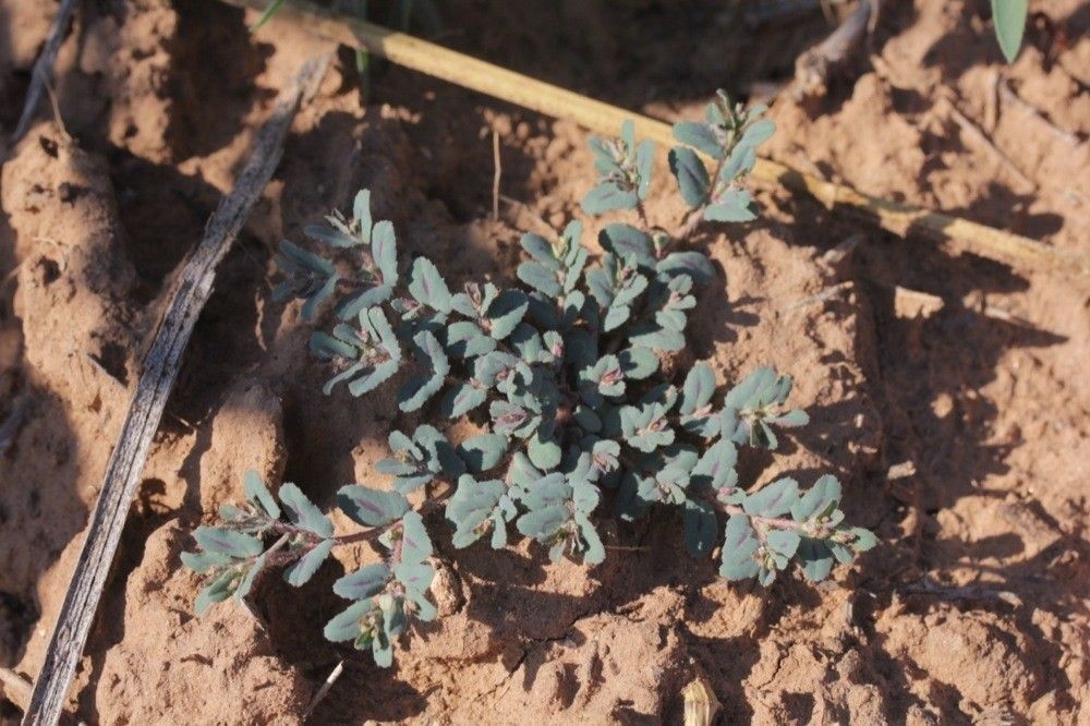 Euphorbia serrula — search result for 'Euphorbia'