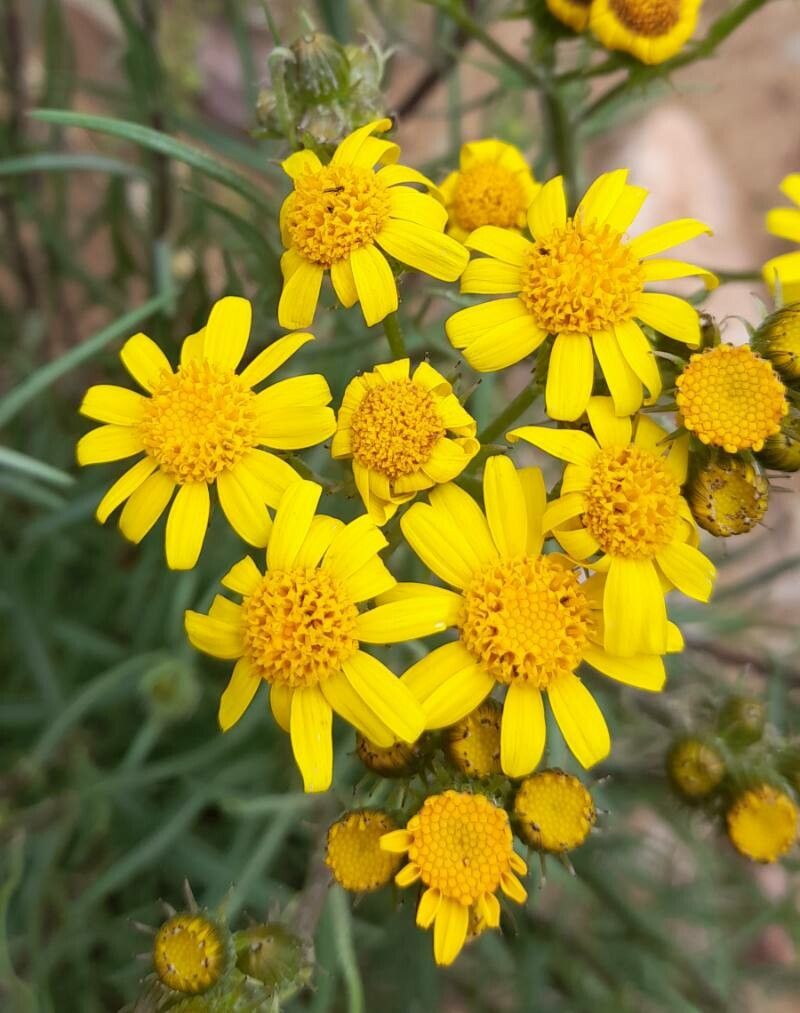 Senecio clivicola flower