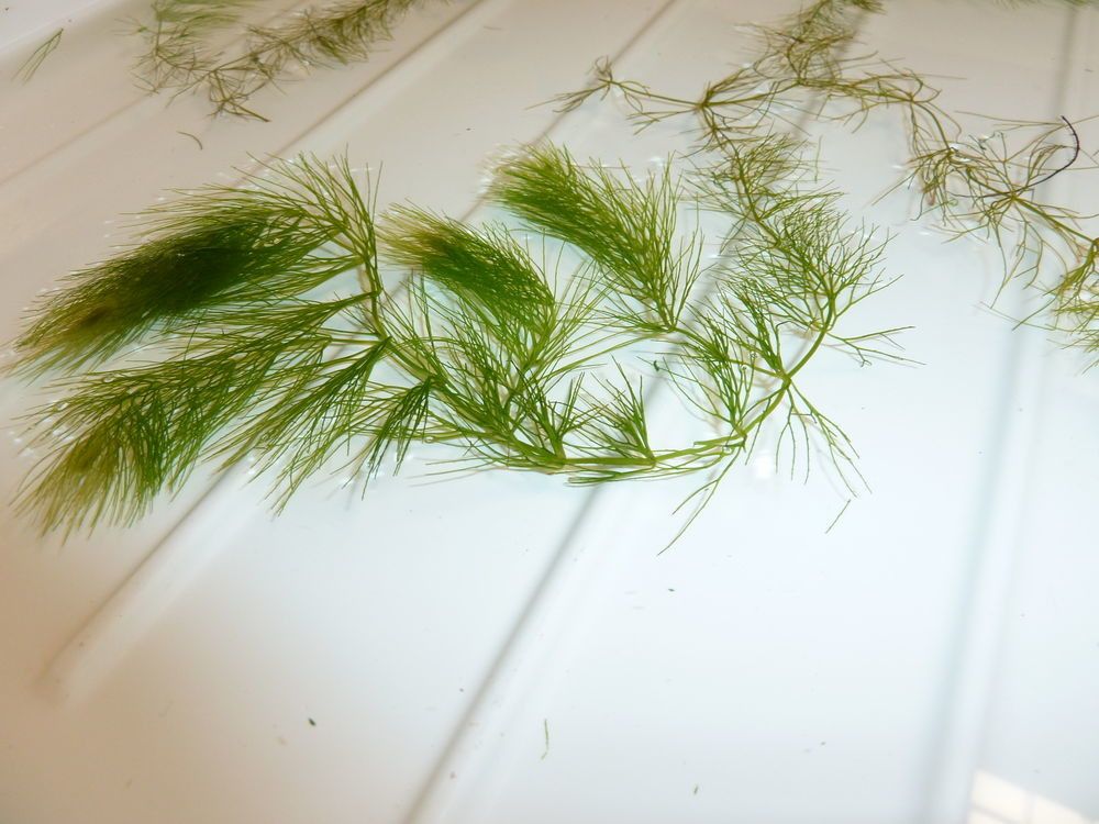 Ceratophyllum submersum habit