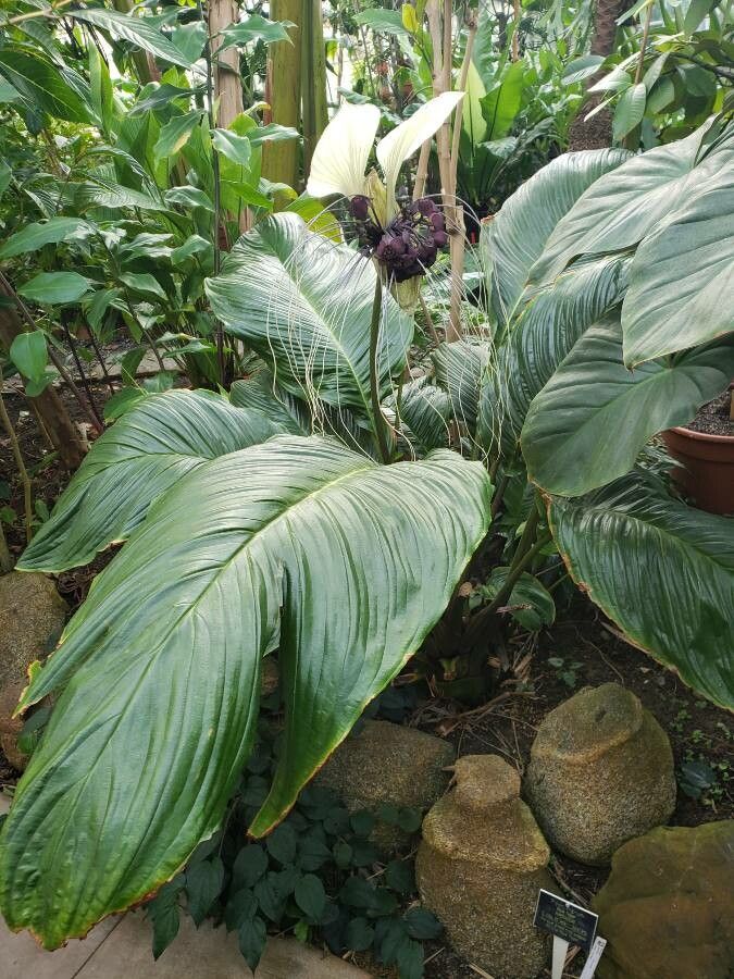 Tacca integrifolia habit