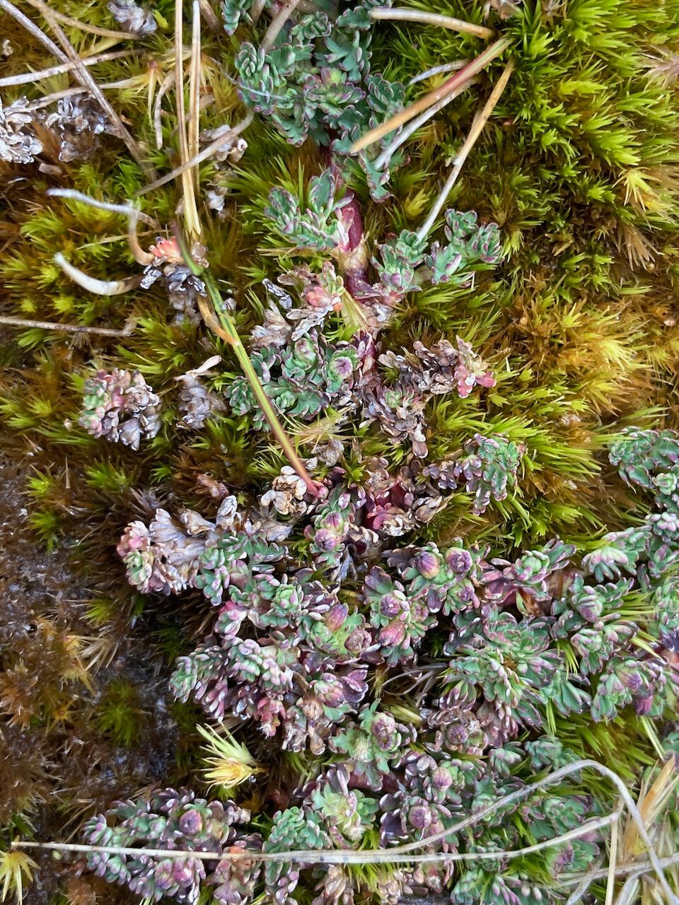 Alchemilla mandoniana habit