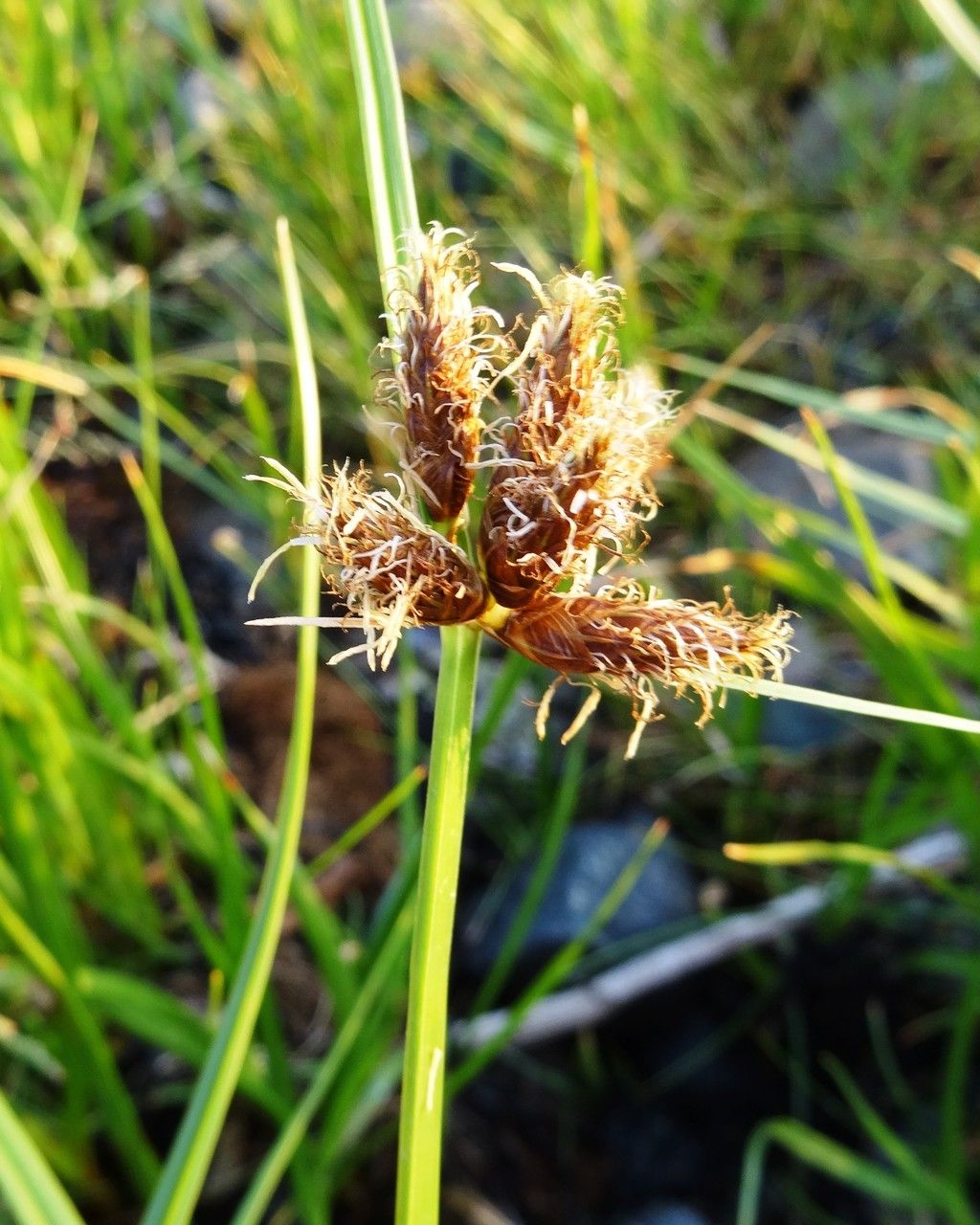 Carex subspathacea flower