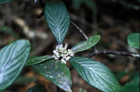 Psychotria ammericola flower