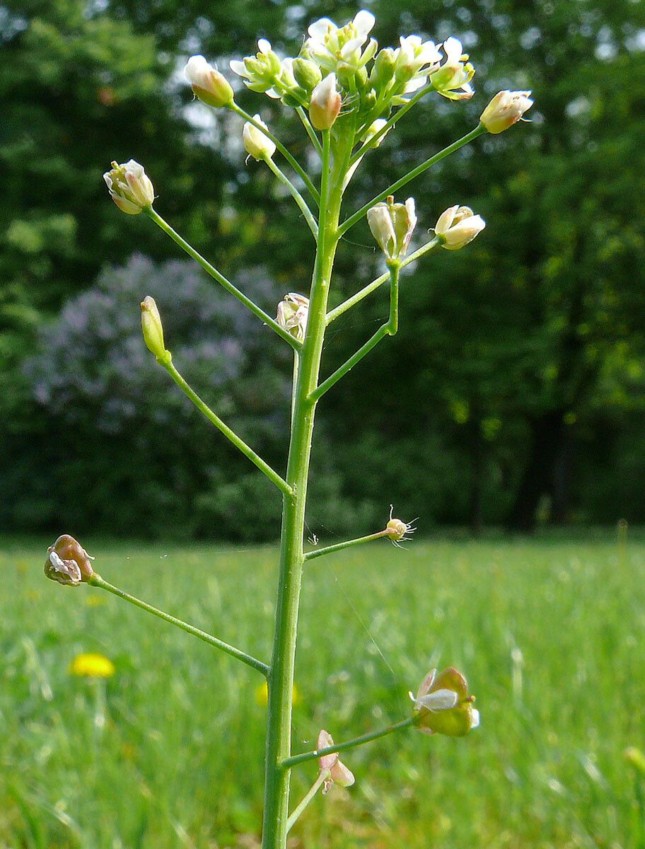 Capsella grandiflora