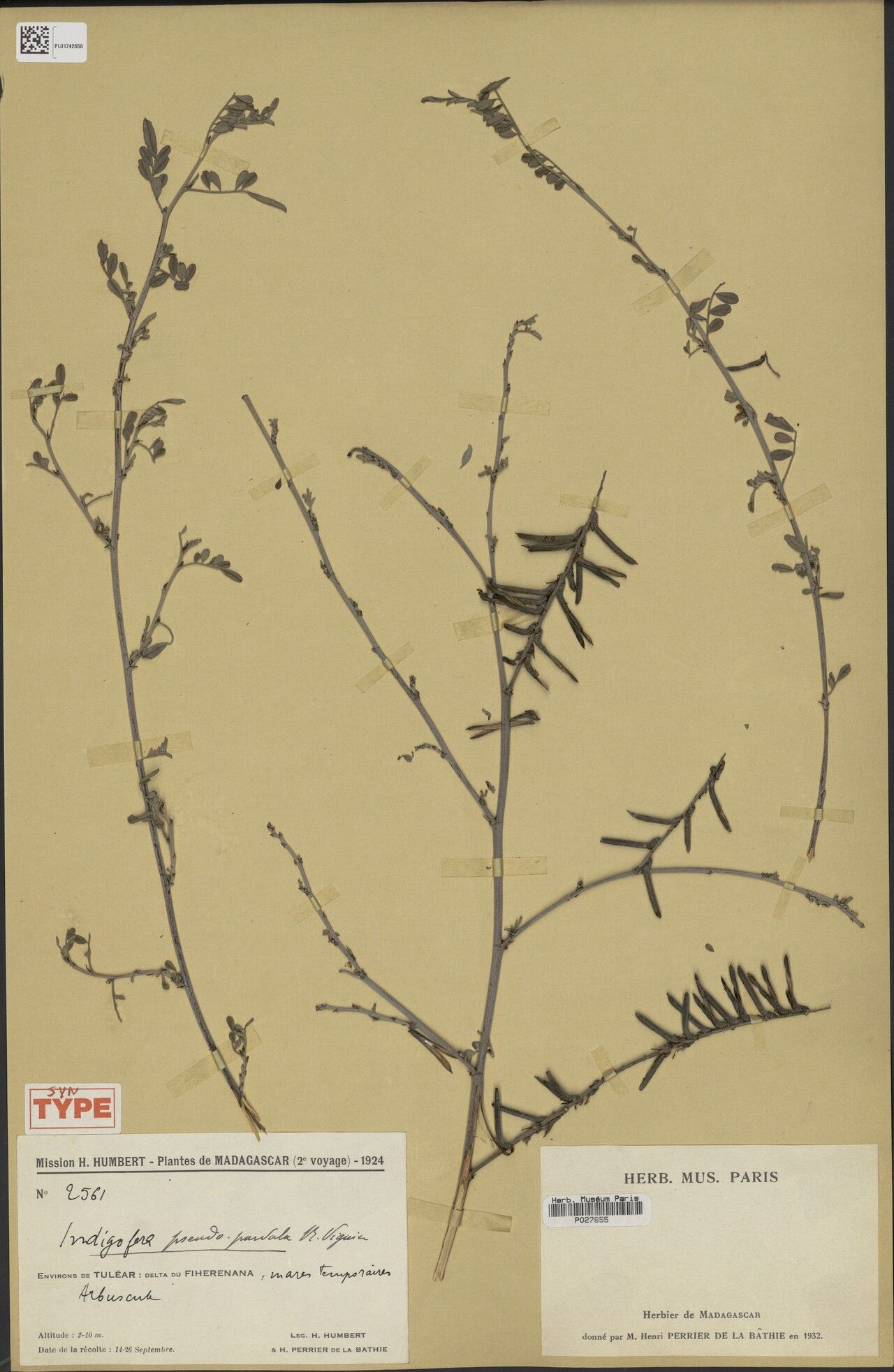 Indigofera pseudoparvula — search result for 'Indigofera'