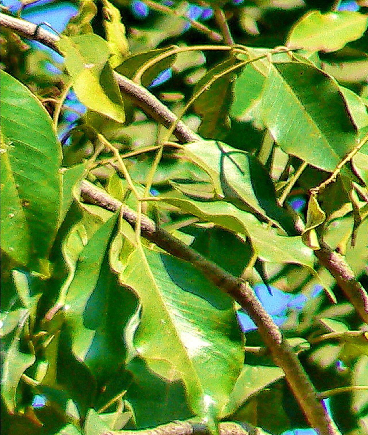 Pterocarpus marsupium — search result for 'Pterocarpus'