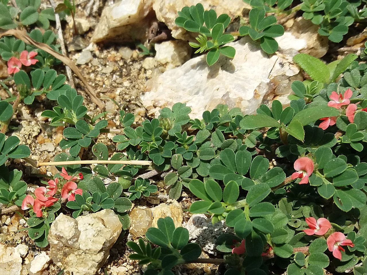 Indigofera linnaei flower