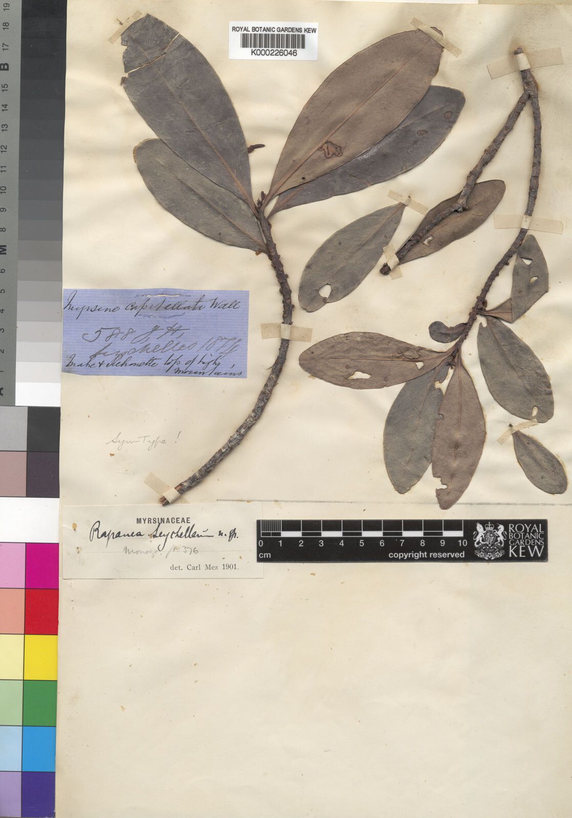 Myrsine seychellarum — houseplant care guide