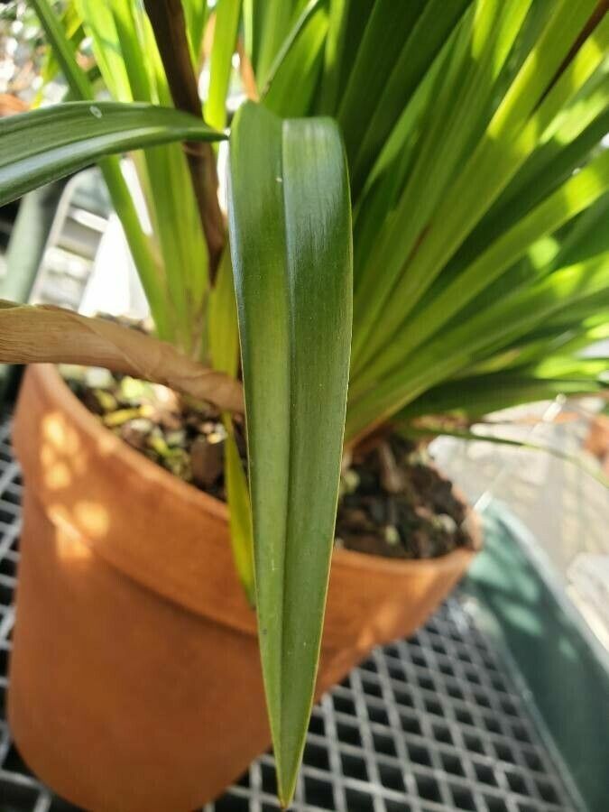 Cymbidium iridioides — search result for 'Cymbidium'