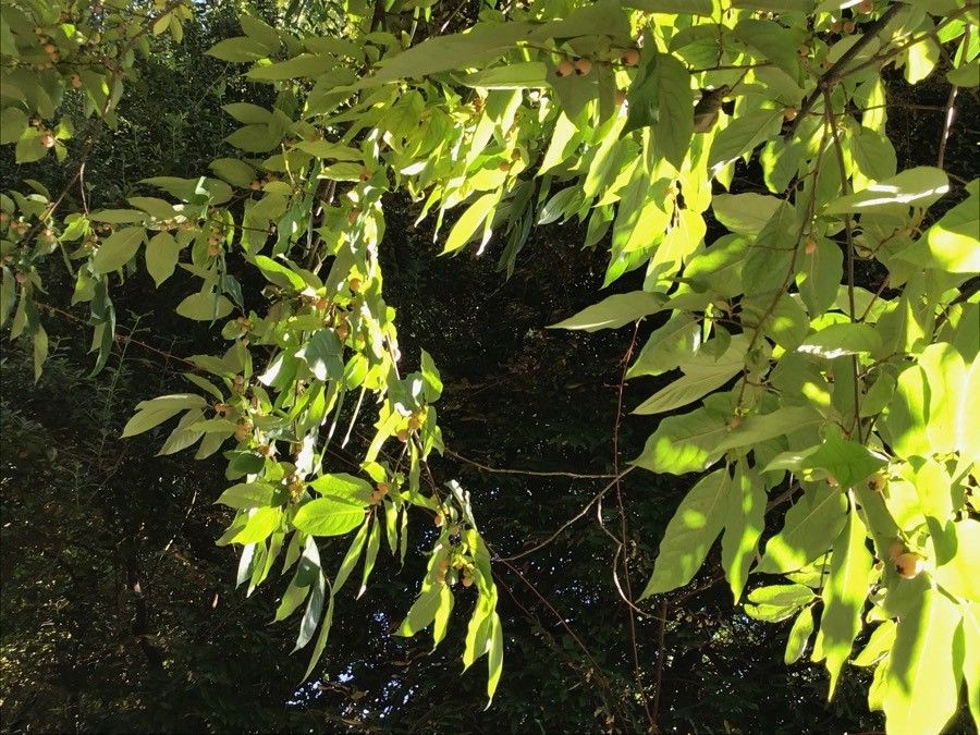 Diospyros lotus leaf