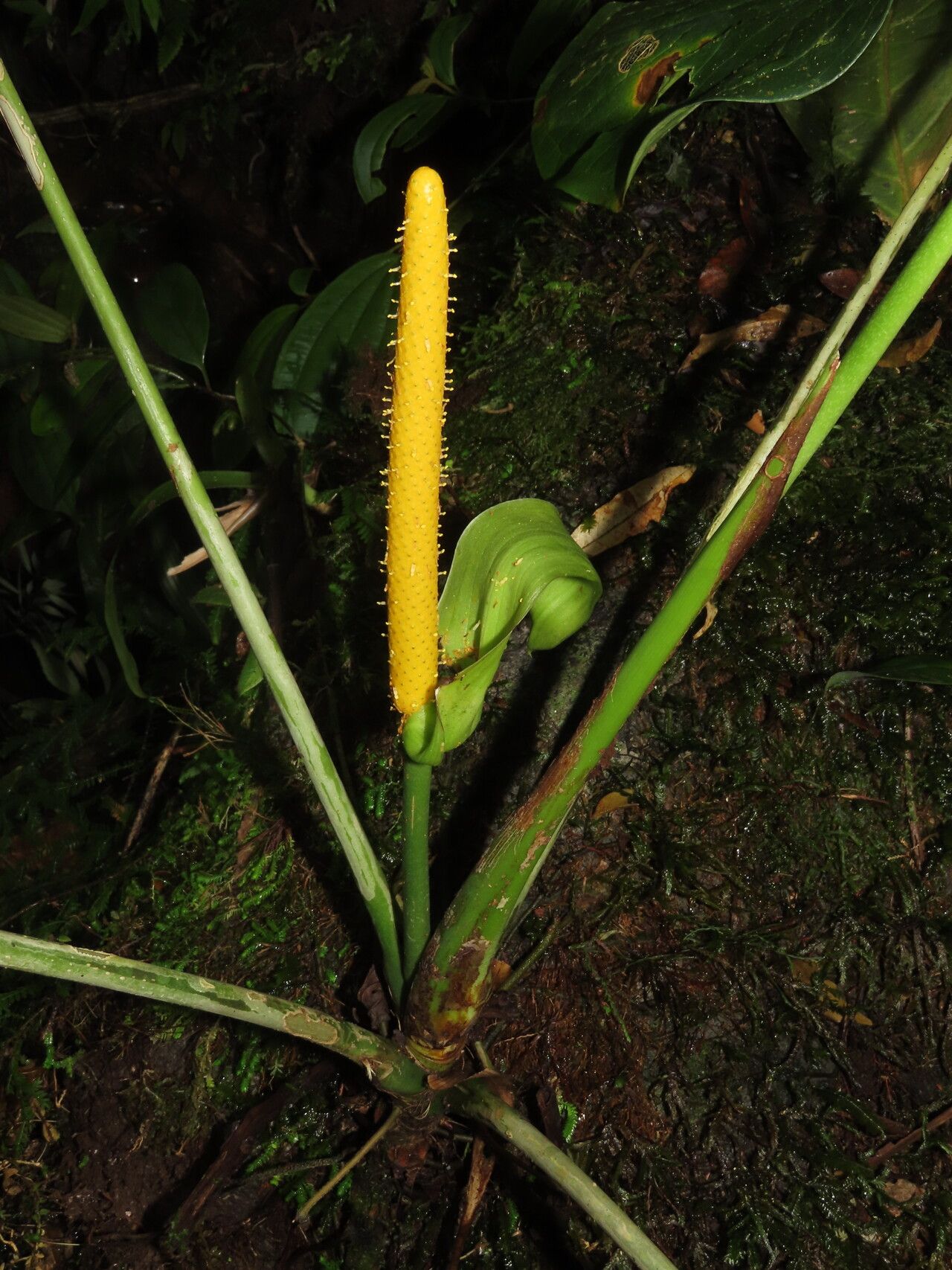Anthurium panduriforme flower