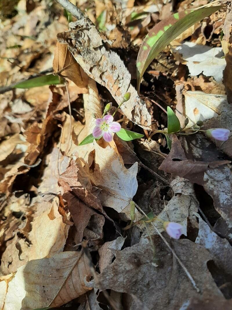 Claytonia caroliniana habit