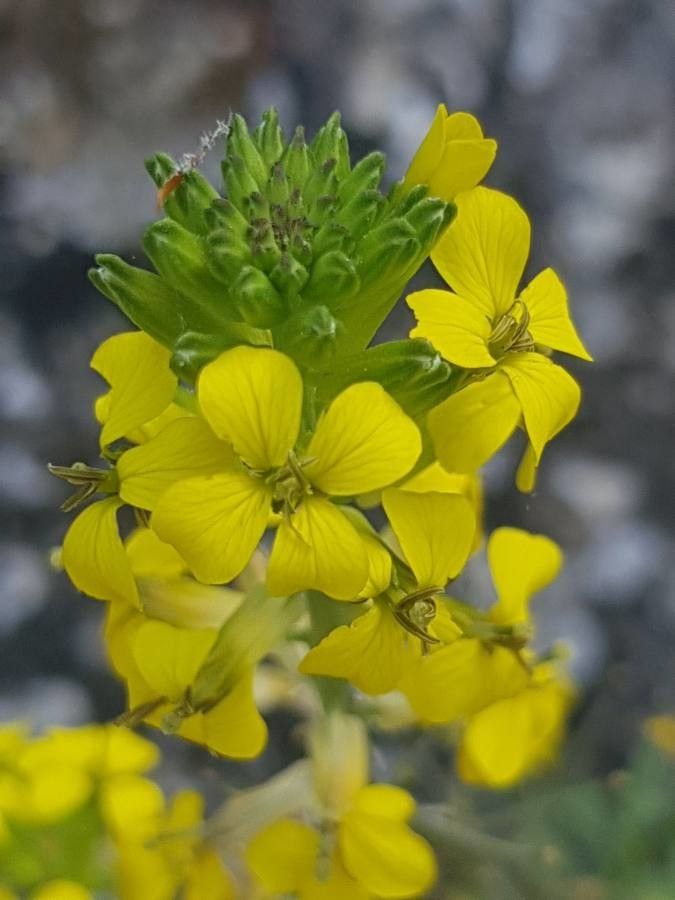 Erysimum nevadense flower