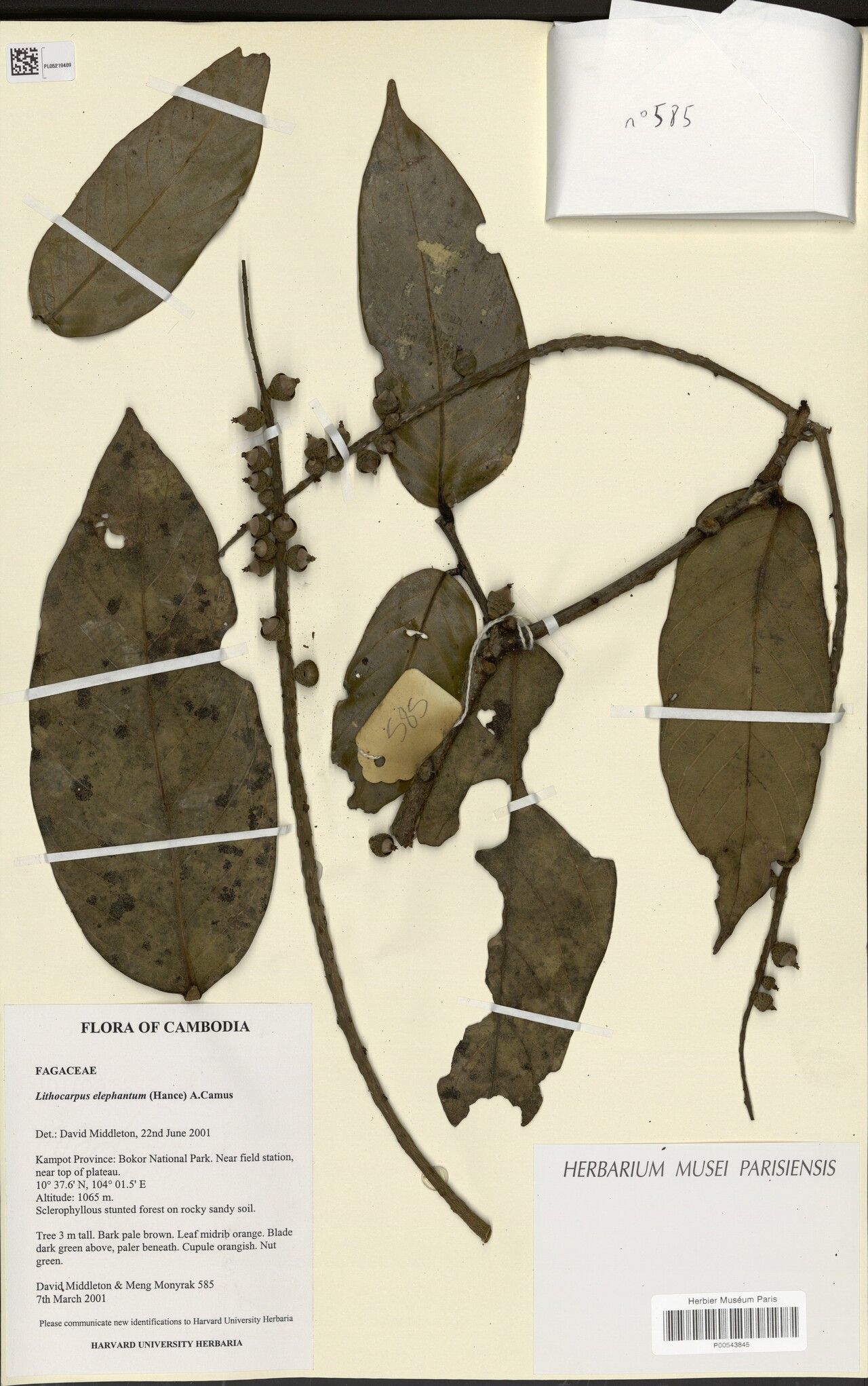 Lithocarpus elephantum — search result for 'Lithocarpus'