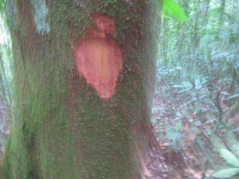 Tapirira obtusa other