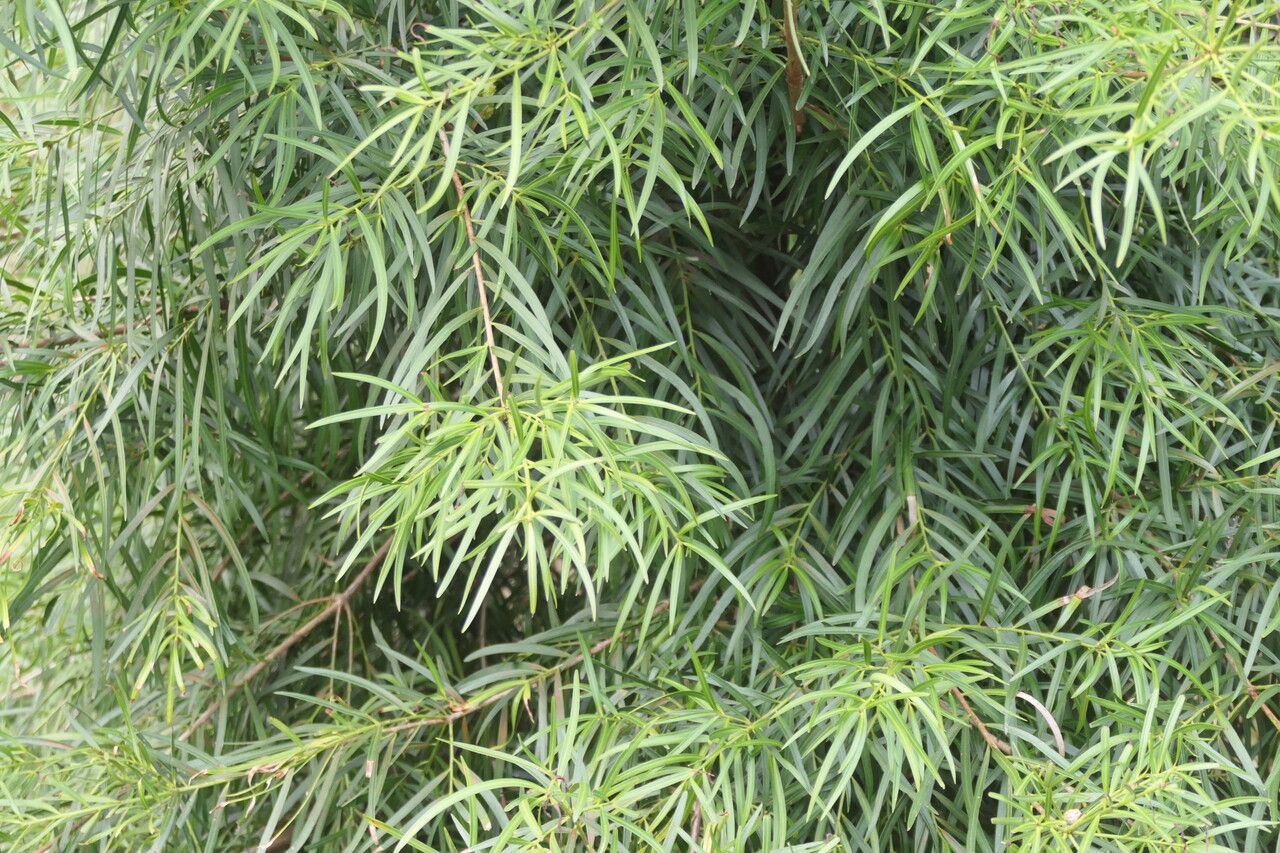 Podocarpus salignus — search result for 'Ecuador'