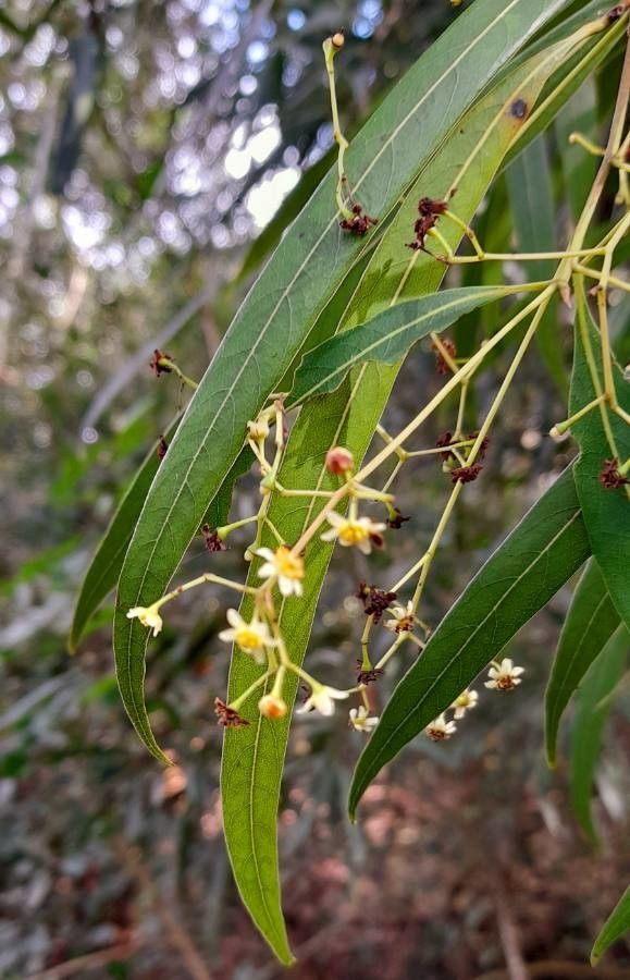 Nectandra angustifolia flower