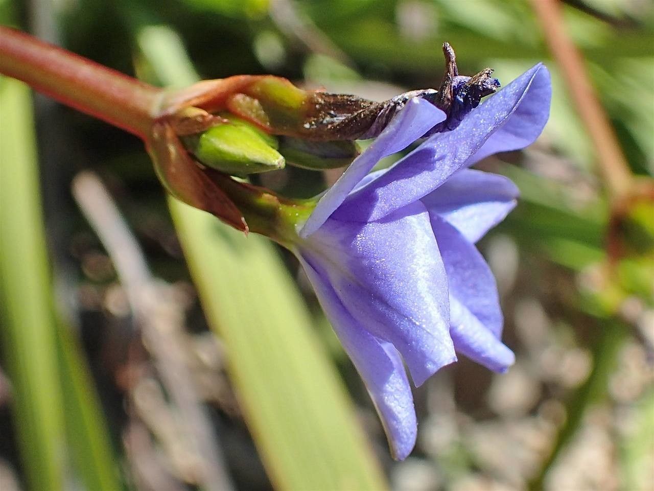 Aristea ecklonii flower