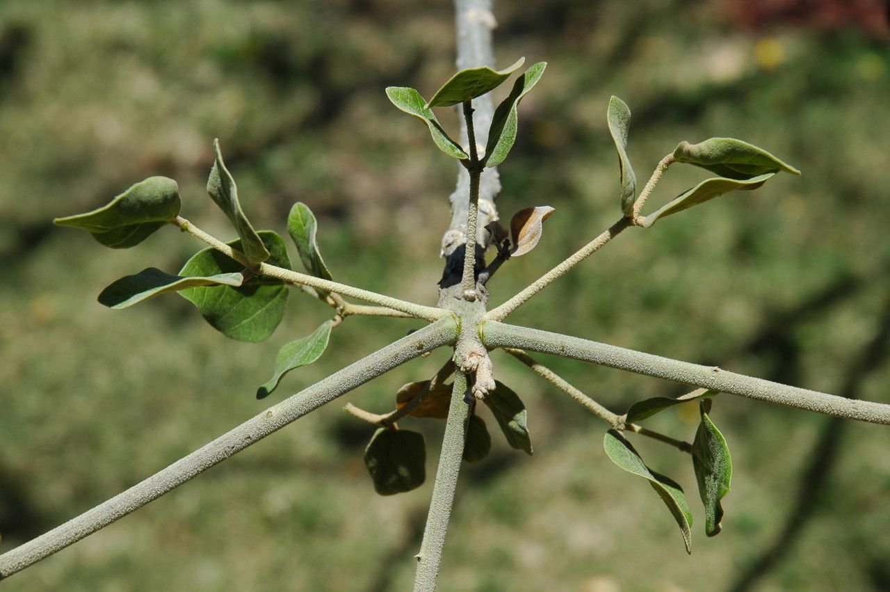 Erythrina sandwicensis flower