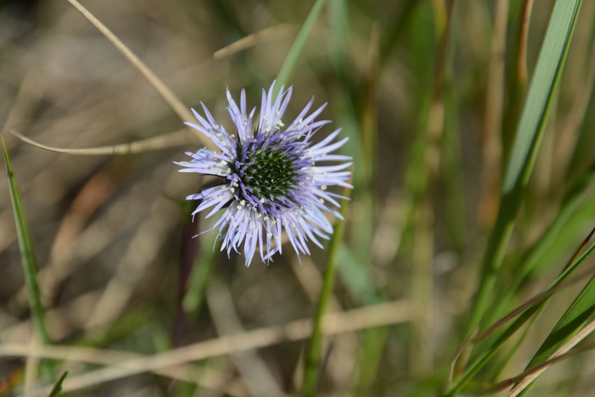Globularia spinosa flower