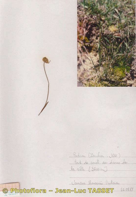 Juncus thomasii habit