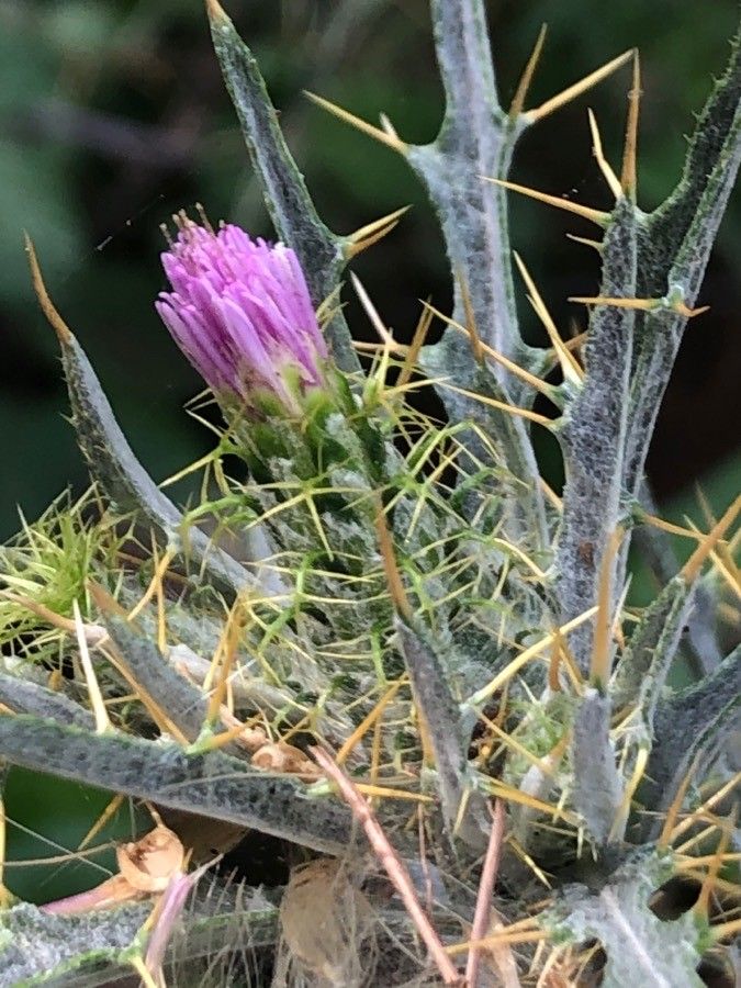 Picnomon acarna flower