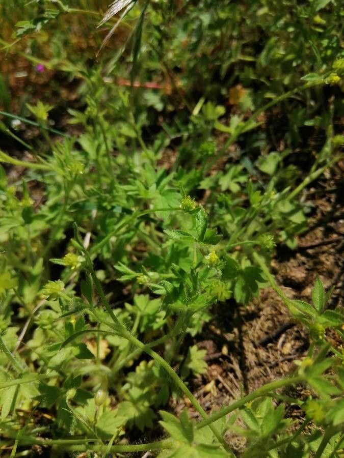 Ranunculus parviflorus fruit
