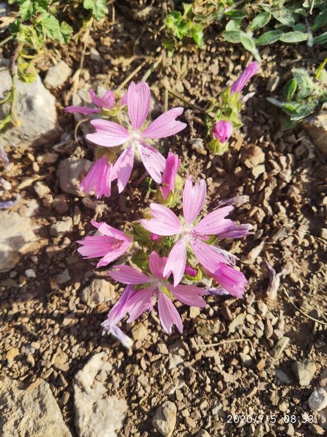 Sidalcea pedata — houseplant care guide