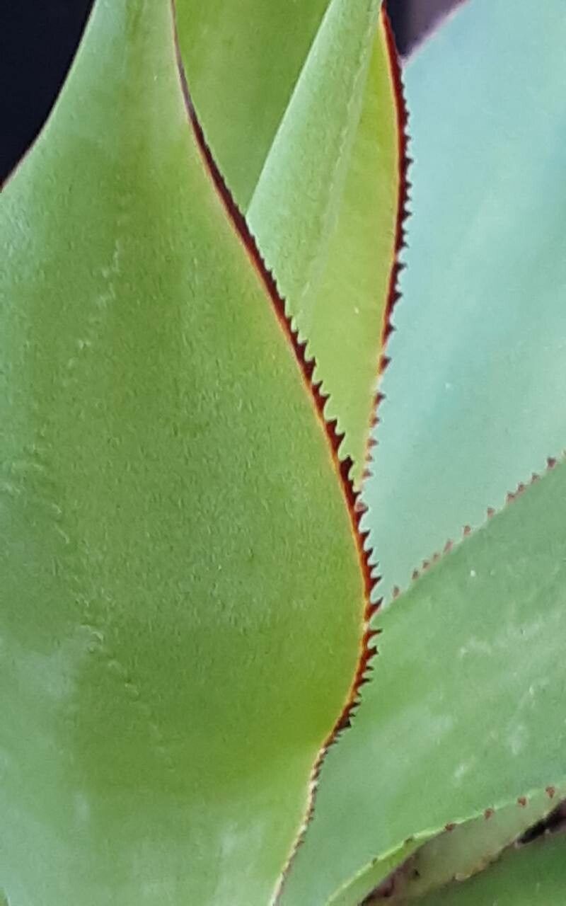 Agave chiapensis — search result for 'Agave'